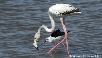 Flamingos-in-Little-Rann-of
