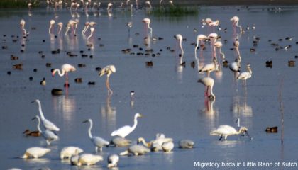 Migratory-birds-in-Little-R