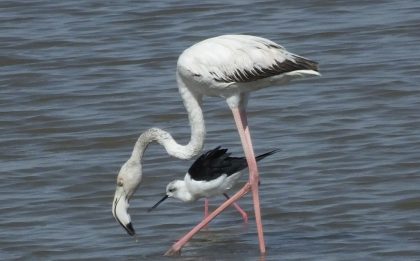 Flamingos in Little Rann of Kutch