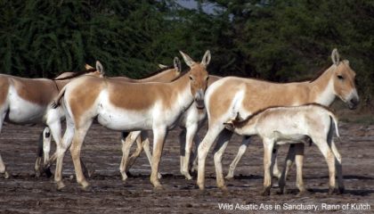 wild-asiatric-ass-in-rann
