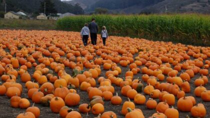 agritourism